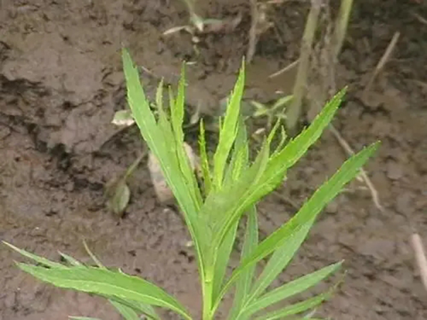 導(dǎo)致小麥種子脫粒機故障的原因解析